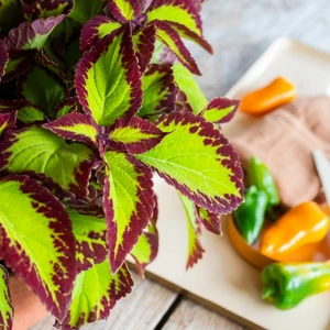 Coleus 'Stained Glassworks Velvet' - image 3