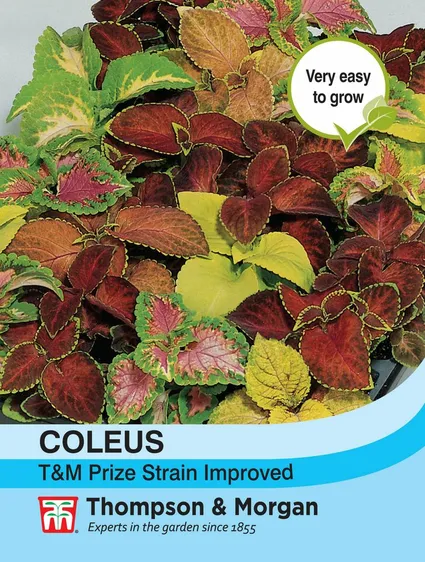 Coleus T&M Prize Strain Improved - image 1