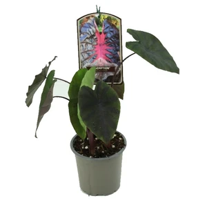 Colocasia 'Redemption' - image 2