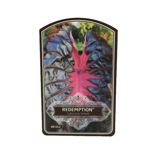 Colocasia 'Redemption' - image 2