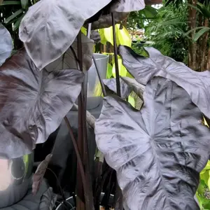 Colocasia ROYAL HAWAIIAN® ‘Black Coral’ 13cm - image 2