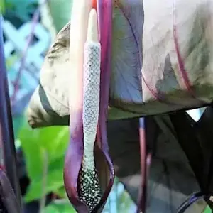 Colocasia ROYAL HAWAIIAN® ‘Black Coral’ 13cm - image 4