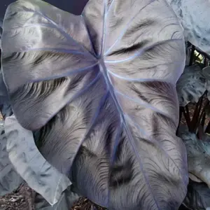Colocasia ROYAL HAWAIIAN® ‘Black Coral’ 13cm - image 1