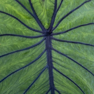 Photo courtesy of PlantHaven International, planthaven.com