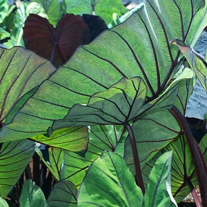 Photo courtesy of PlantHaven International, planthaven.com