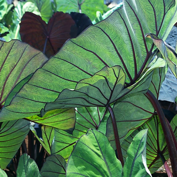 Photo courtesy of PlantHaven International, planthaven.com