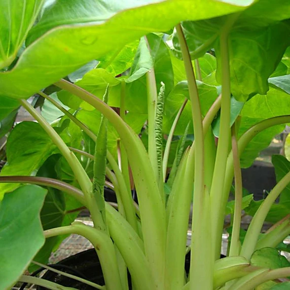 Photo courtesy of PlantHaven International, planthaven.com