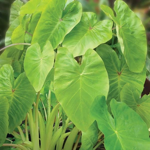Photo courtesy of PlantHaven International, planthaven.com
