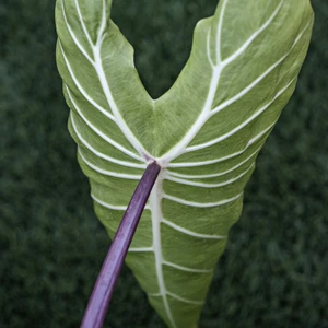 Photo courtesy of PlantHaven International, planthaven.com