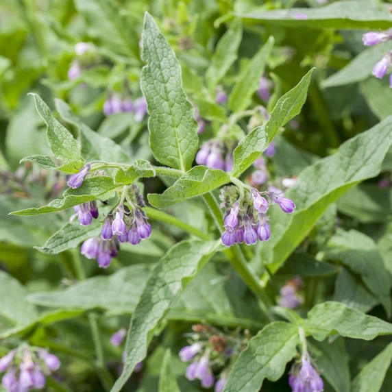 Comfrey 9cm