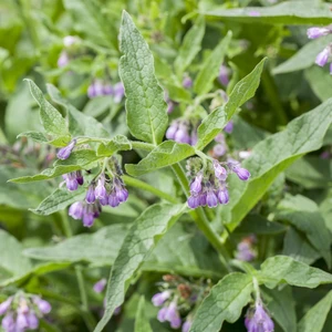 Comfrey 9cm