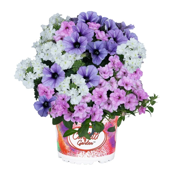 Confetti Garden™ Blueberry Cake