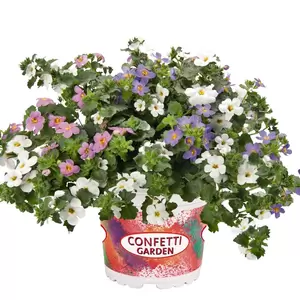 Confetti Garden™ Coconut Coast - image 1