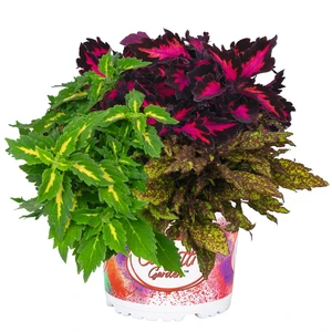 Confetti Garden™ DownTown Square