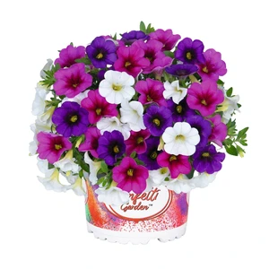 Confetti Garden™ Hawaiian Butterfly - image 1