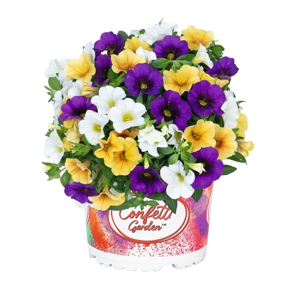 Confetti Garden™ Hawaiian Hoku Star