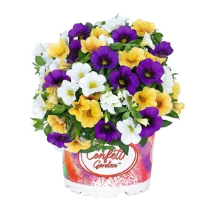 Confetti Garden™ Hawaiian Hoku Star