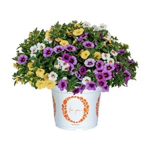 Confetti Garden™ Hawaiian Mahalo