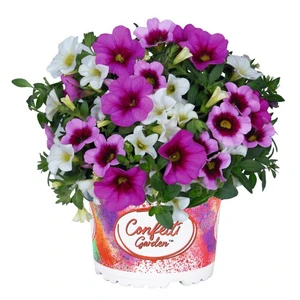 Confetti Garden™ Hawaiian Pink Fusion