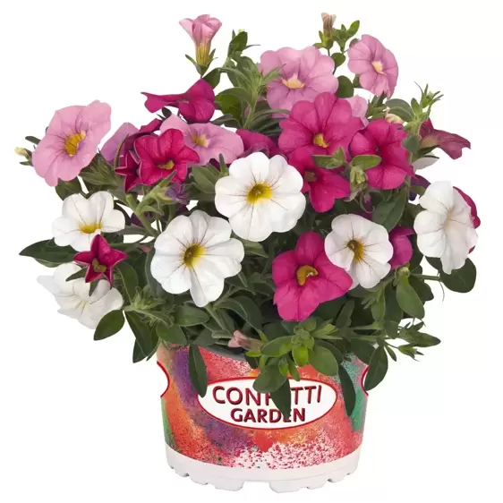 Confetti Garden™ Hawaiian Pink Fusion - image 1