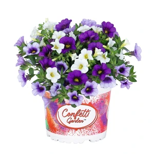 Confetti Garden Hawaiian Sailaway