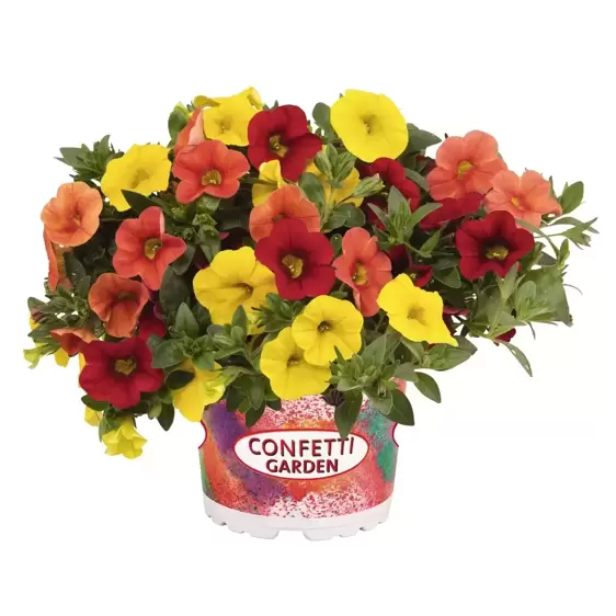 Confetti Garden™ Hawaiian Summer - image 1