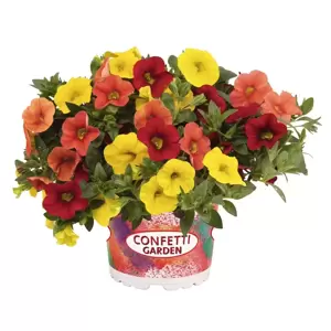 Confetti Garden™ Hawaiian Summer - image 1