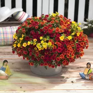 Confetti Garden™ Hawaiian Summer - image 2