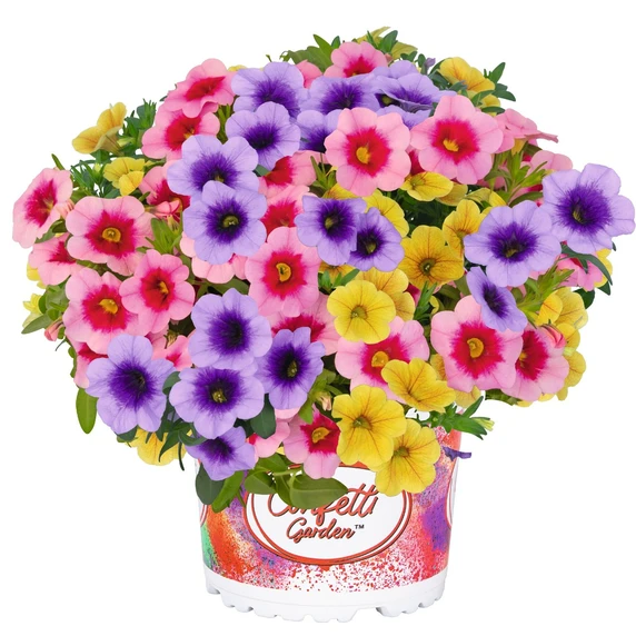 Confetti Garden™ Hawaiian Summerstar