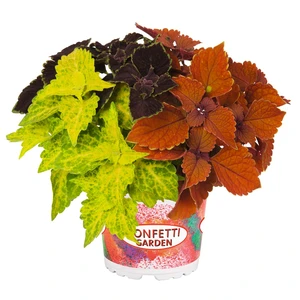 Confetti Garden™ Jackson Square