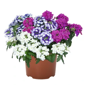 Confetti Garden™ Linda Flora