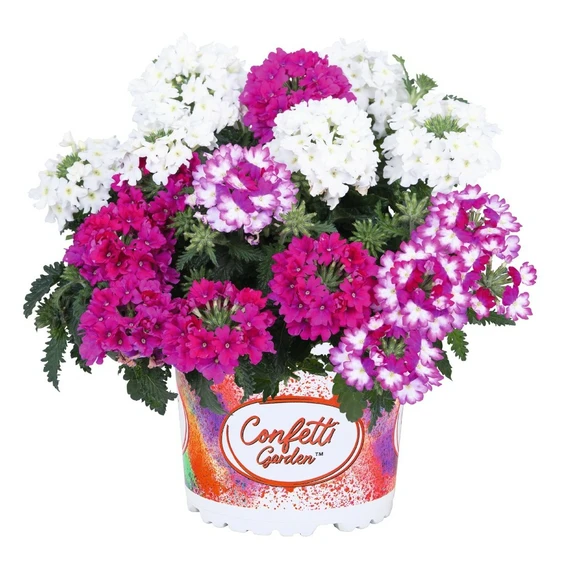 Confetti Garden™ Linda Girly - image 1