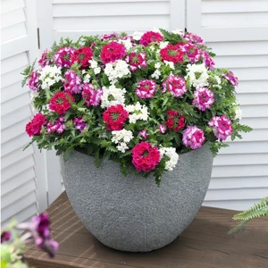 Confetti Garden™ Linda Girly - image 2