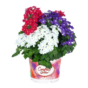 Confetti Garden™ Linda Liberty - image 1