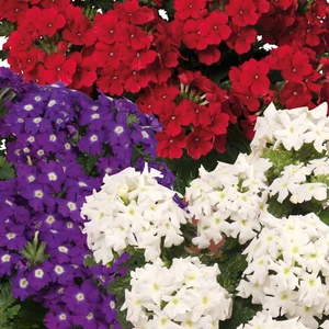 Confetti Garden™ Linda Liberty - image 2