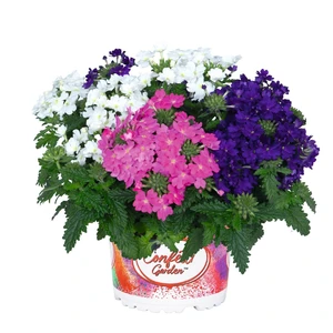 Confetti Garden™ Linda Passion