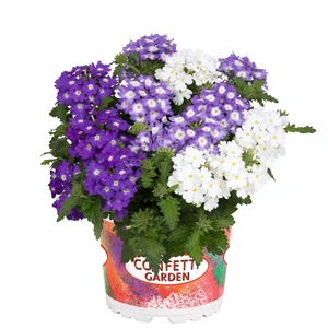 Confetti Garden™ Linda Sky