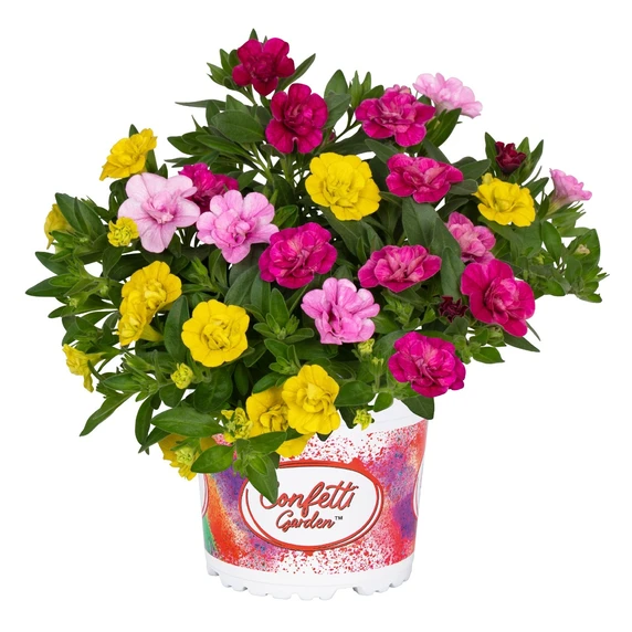 Confetti Garden™ My Bonnie