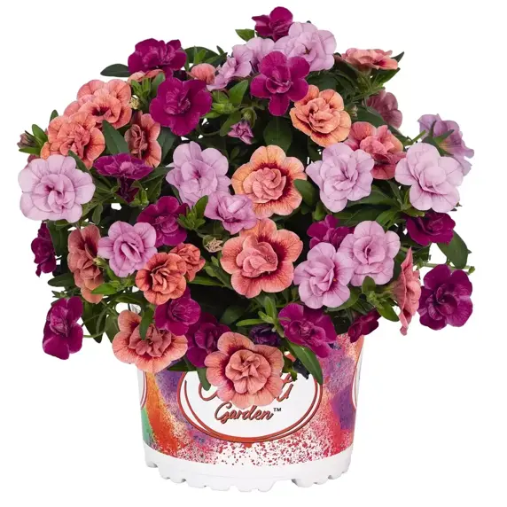 Confetti Garden™ My Colour Clash