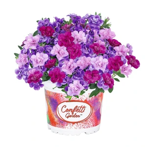 Confetti Garden My Girly