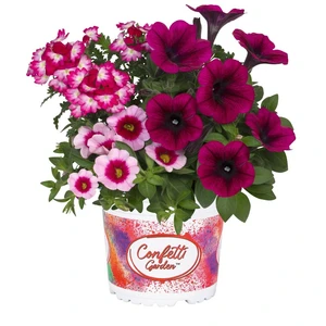 Confetti Garden Pirates Beauty