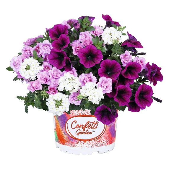 Confetti Garden™ Plum Cake