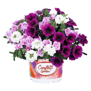 Confetti Garden™ Plum Cake