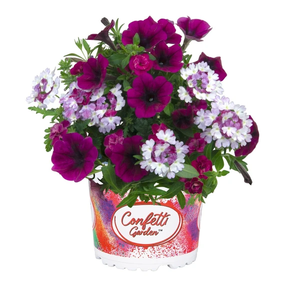 Confetti Garden™ Purple Jewel