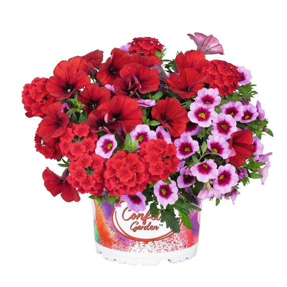 Confetti Garden™ Rockin´Red - image 1