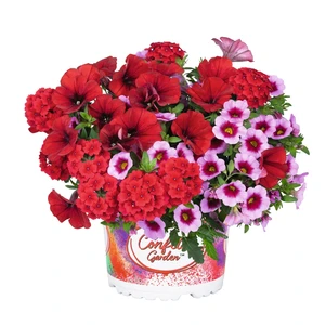 Confetti Garden™ Rockin´Red - image 1