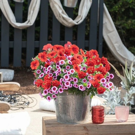 Confetti Garden™ Rockin´Red - image 2