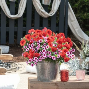 Confetti Garden™ Rockin´Red - image 2