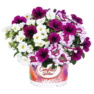 Confetti Garden™ Shocking Bromberry