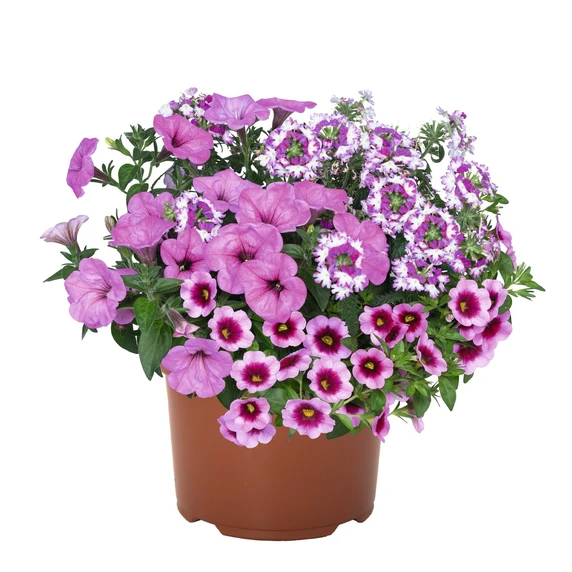 Confetti Garden™ Shocking Pink